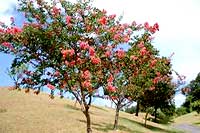 �T���X�x��