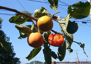 �`�̎�