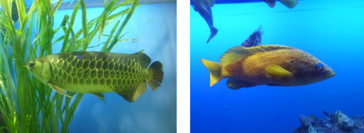 鳥羽水族館