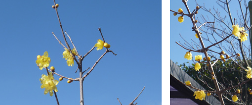 蝋梅（素心蝋梅）の花