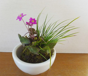 雪割草