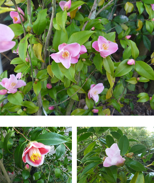 椿の花