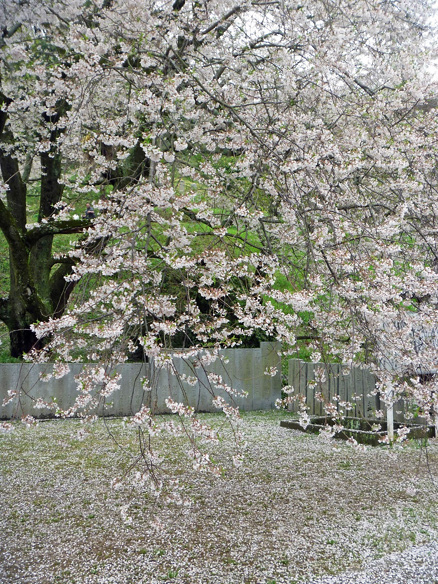掌禅寺の枝垂桜