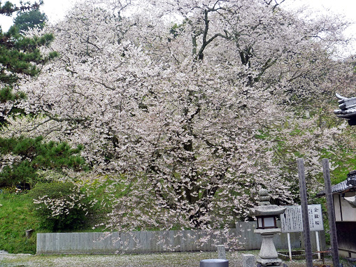 掌禅寺の枝垂桜
