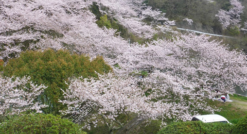 白水台の公園の桜
