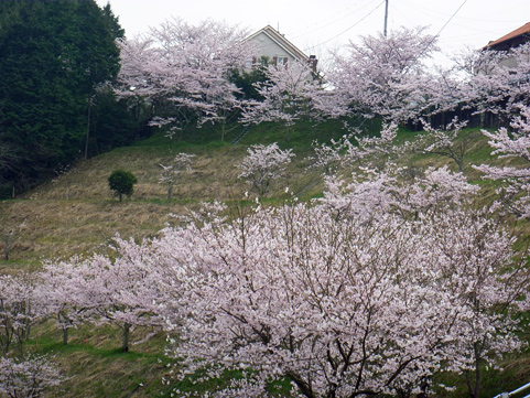 白水台の公園の桜