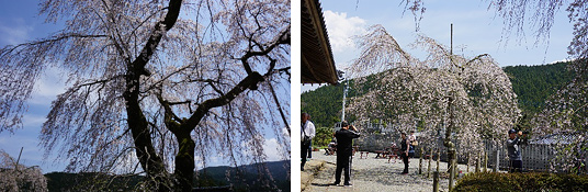 法蓮寺の枝垂桜