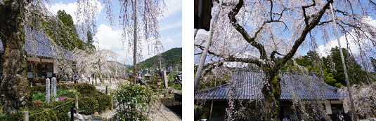 法蓮寺の枝垂桜
