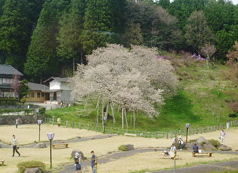 臥龍桜