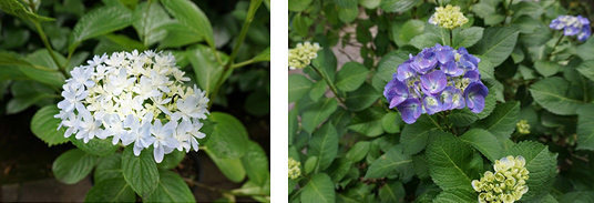 紫陽花