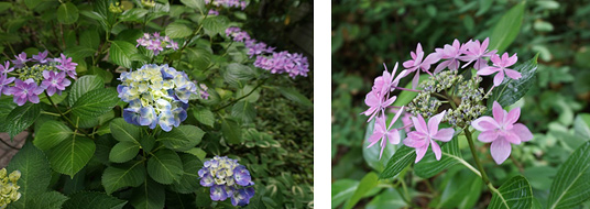 紫陽花