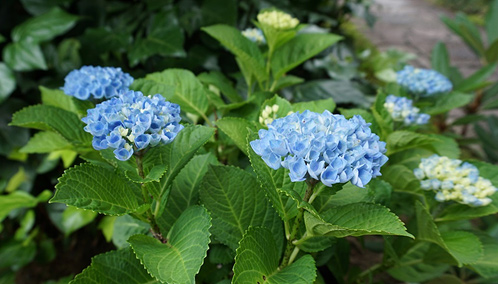 紫陽花