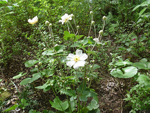 秋明菊