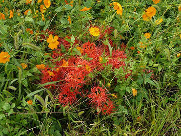 曼珠沙華