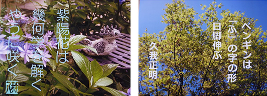 紫陽花は　幾何学を解く　やうに咲く、ペンギンは「ふ」の字の形　日脚伸ぶ
