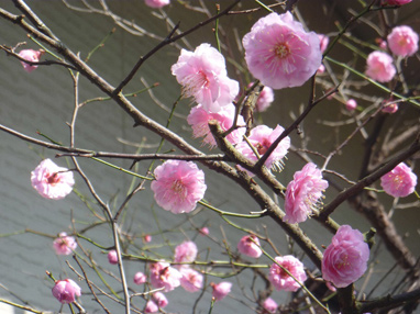 梅の花