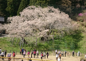 臥龍桜