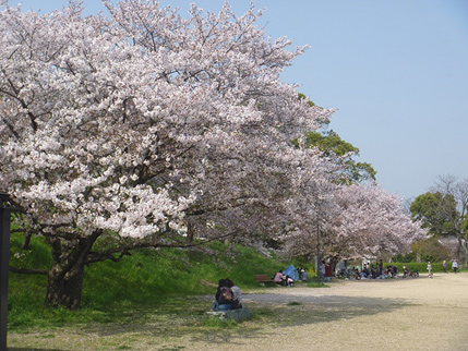 桜
