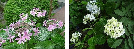 紫陽花