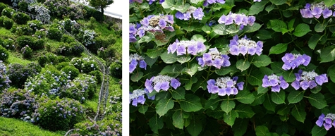 紫陽花