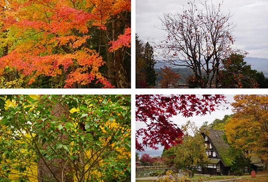 飛騨高山の紅葉