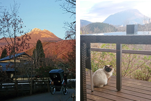 由布岳とベランダの猫