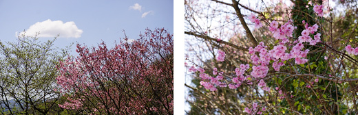 彼岸桜