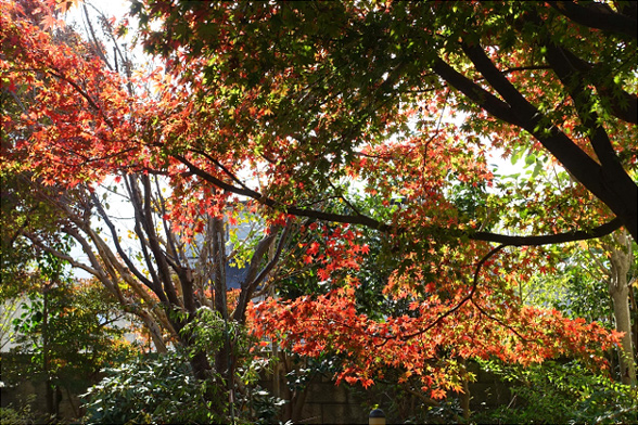 モミジの紅葉