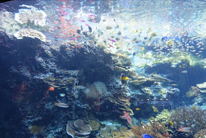 沖縄美ら海水族館