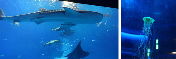 かりゆし水族館