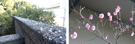 雪と梅の花