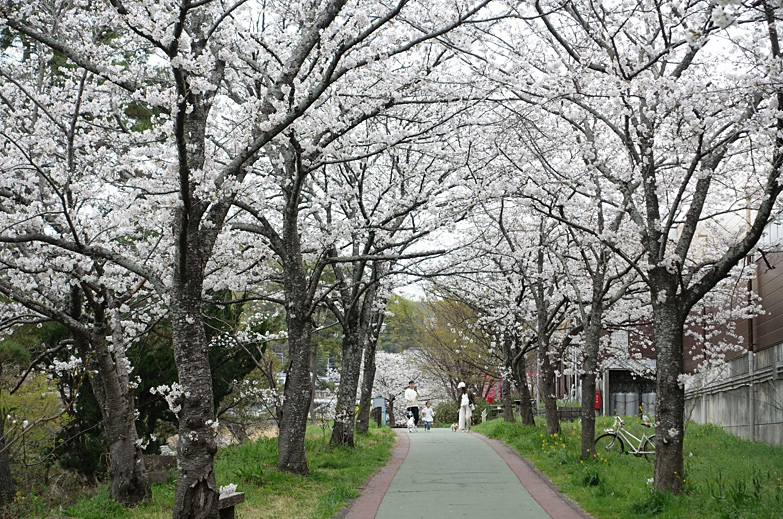 石手川公園の桜
