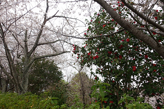 桜と椿