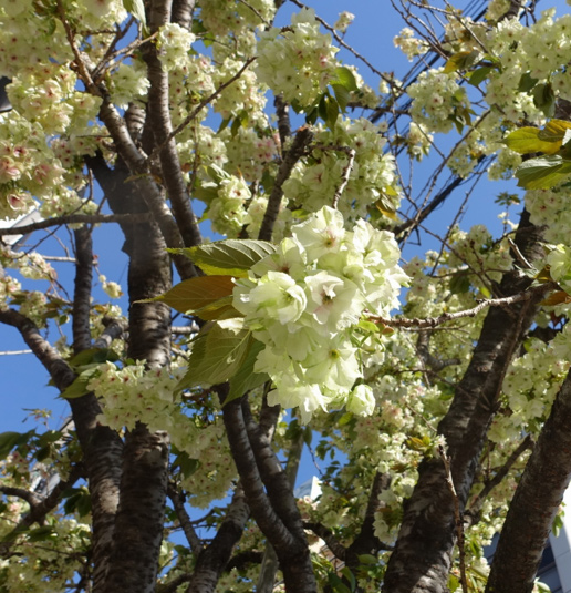 御衣黄桜2