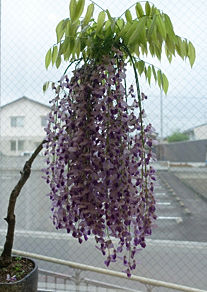 藤の花1