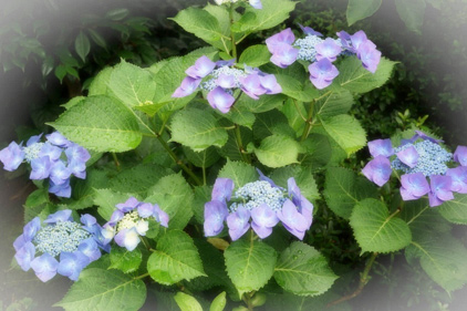 紫陽花園