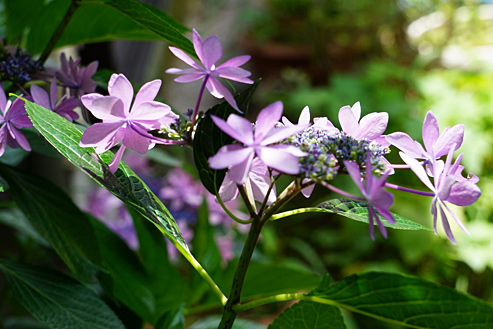 紫陽花
