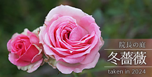 冬薔薇