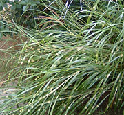 ��͂��X�X�L