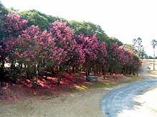 ������̎R����