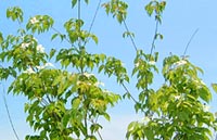 ���}�{�E�V