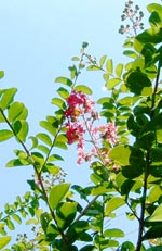 �䂪�Ƃ̃T���X�x��