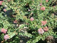 �T���X�x��