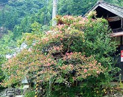 �T���X�x��