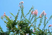 �T���X�x��