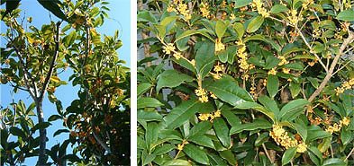 �L�����N�Z�C