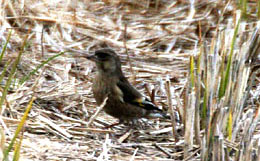 �J�����q���̎ʐ^