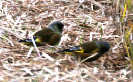 �J�����q���̎ʐ^