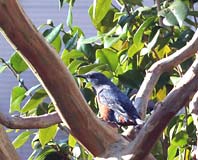 �C�\�q���h���̎ʐ^