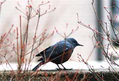 �C�\�q���h���̎ʐ^